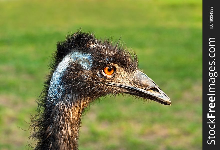 Portrait of emu (australian ostrich)