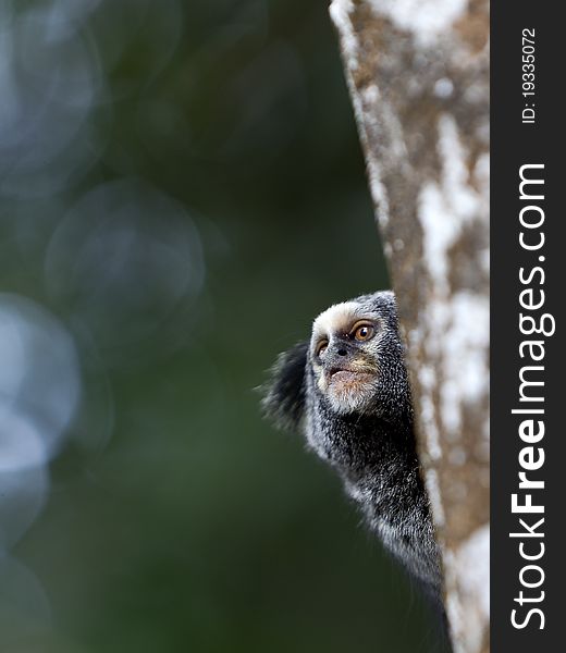 Small monkey or Tamarin monkey in a tree looking for food