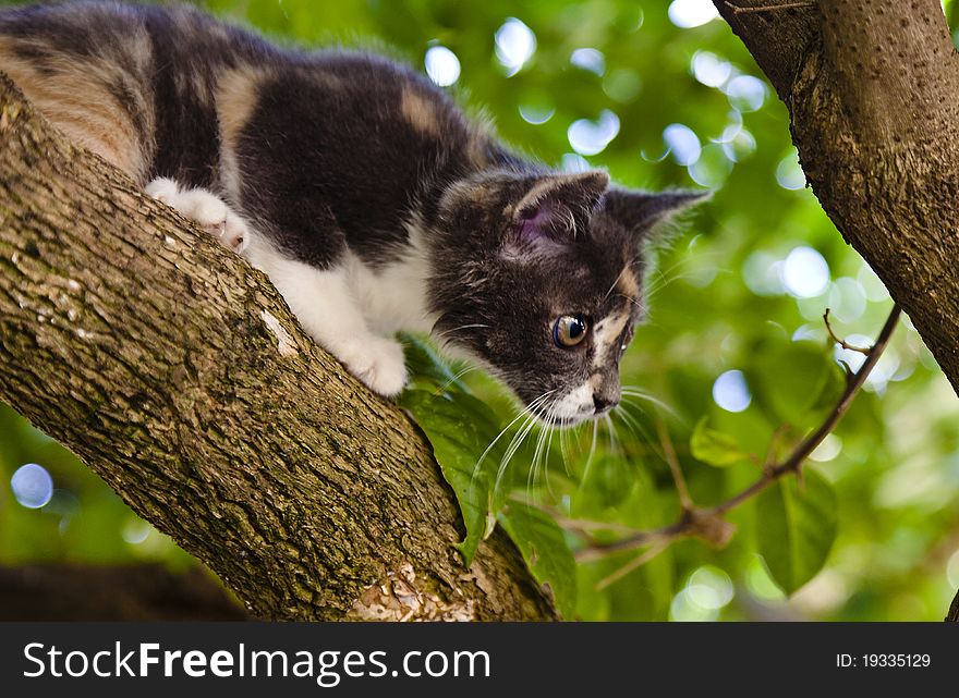 Cute white cat playing at a pole base in the garden. Cute white cat playing at a pole base in the garden