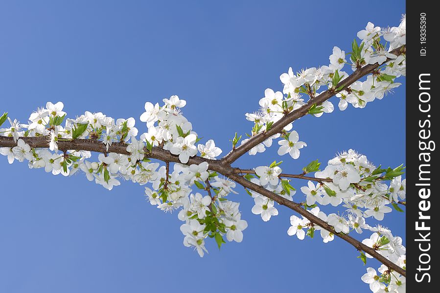 The brunch of blossoming spring tree