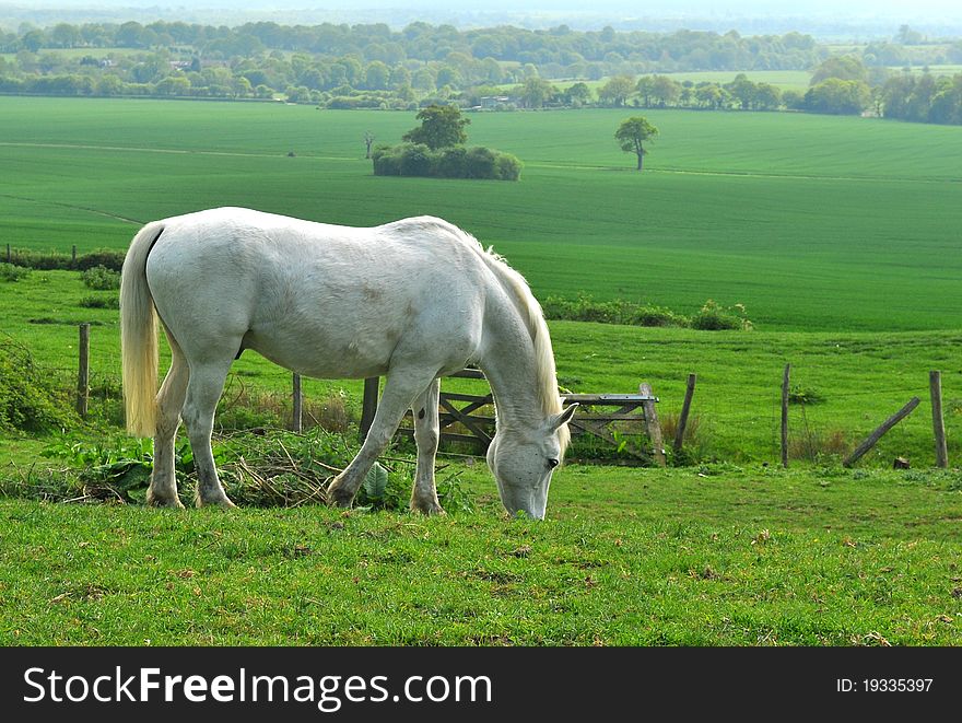 White horse grazing in a field