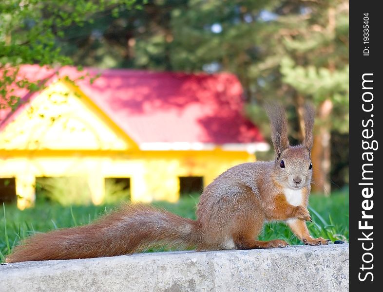 The squirrel in park.Nature composition.