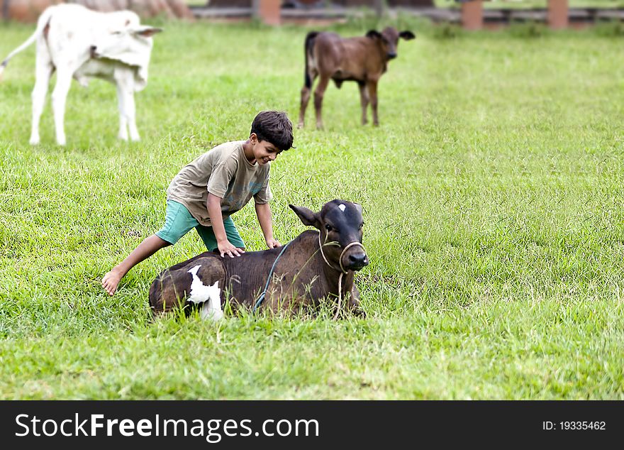 Kid playing with calf