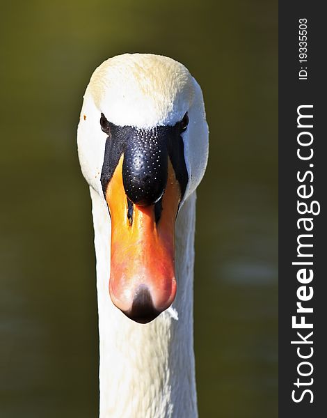 Close-Up of a Male Swan, Portrait with details. Close-Up of a Male Swan, Portrait with details