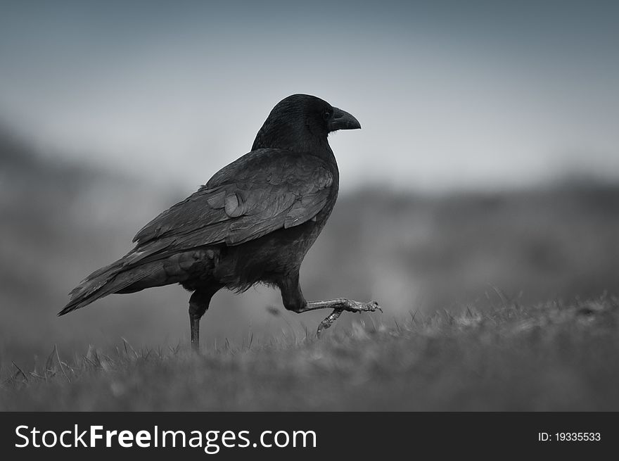 Crow stepping with proud on meadow, B&W. Crow stepping with proud on meadow, B&W