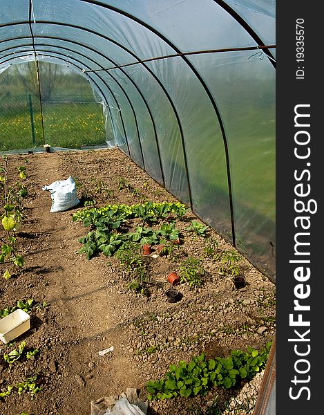 Greenhouse with breeding of vegetables and flowers in southern Poland