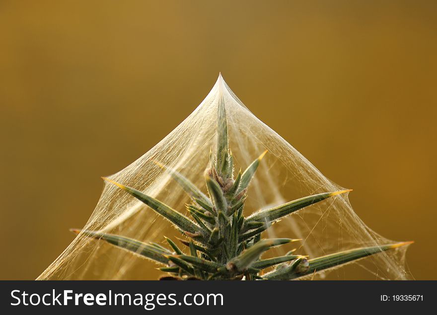 A plant is covered in a thin layer of gossamer. A plant is covered in a thin layer of gossamer