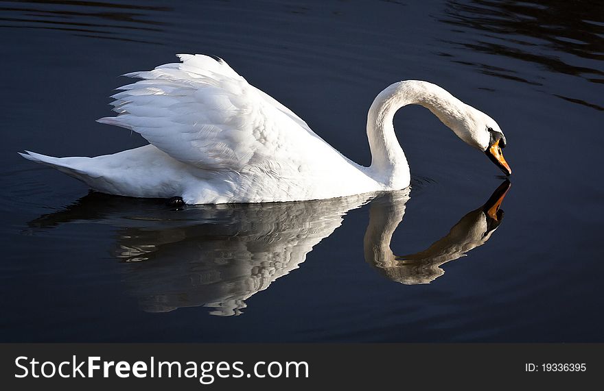 The beautiful reflexion of the swan in a lake. The beautiful reflexion of the swan in a lake