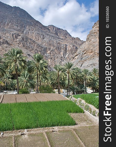Traditional farm in country side of Oman