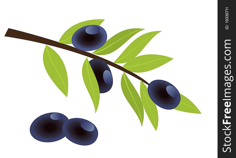 Illustration of olive branch with olives