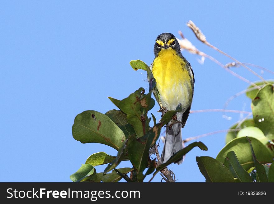 Adelaides warbler taken in Bermeja mountains, Cabo Rojo, Puerto Rico