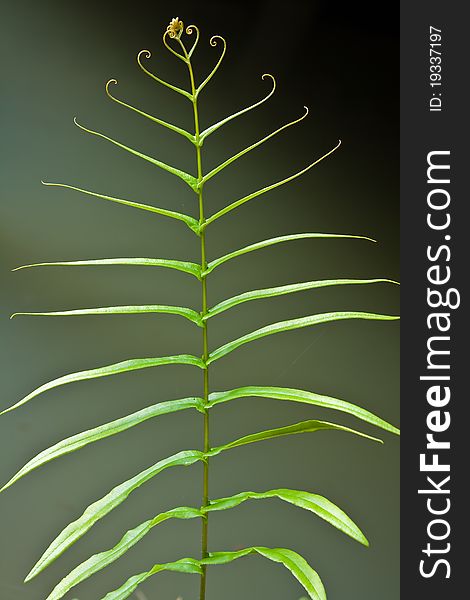 Leaf Of A Fern On A Dark Background Close Up