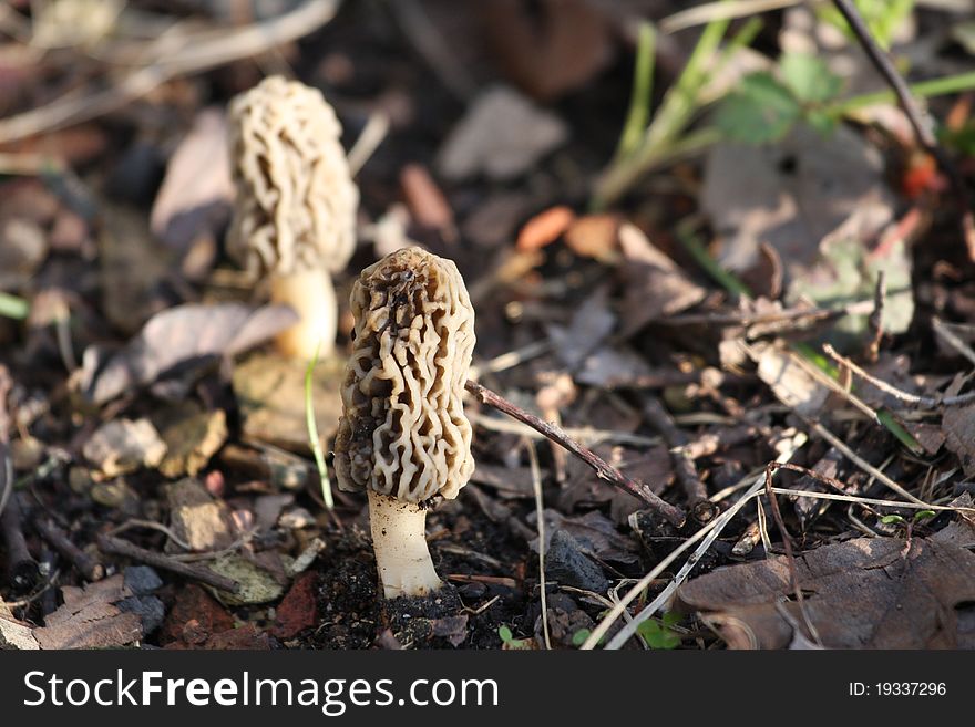 Two Morel Mushrooms growing in a woods