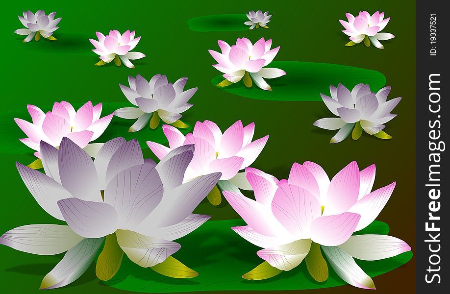 Purple and pink lotus flowers and leaves with green background