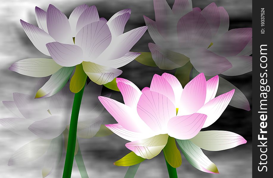 Purple and pink lotus flowers with a fog in the background