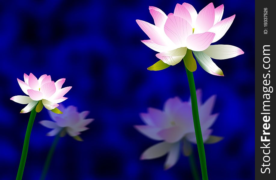 Pink and white lotus flowers with their reflection on blue and black background
