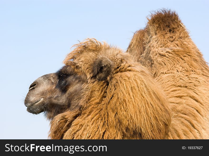 Brown two-humped camel with leather leash closeup on blue sky background