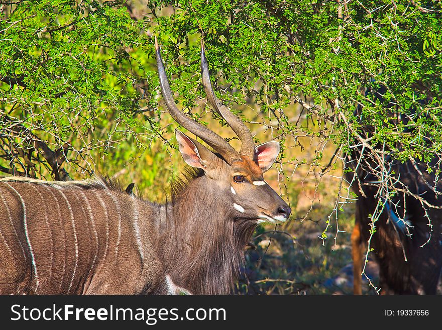 Male Nyala Standing By A Tree