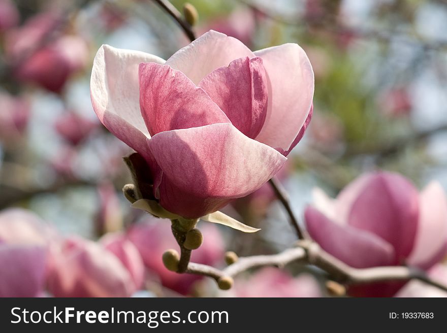Flowers of Magnolias closeup in the spring garden