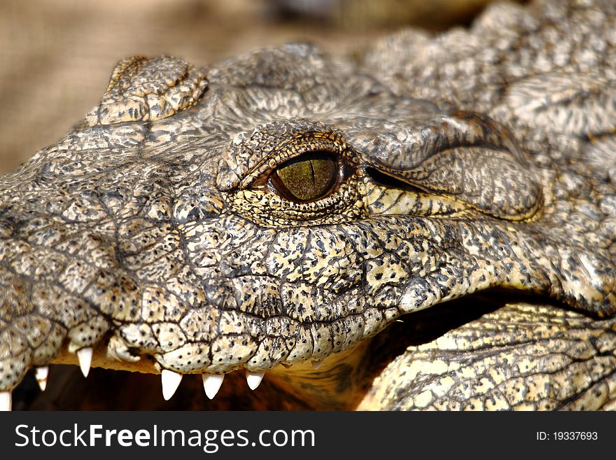 Close up of a nile crocodile eye