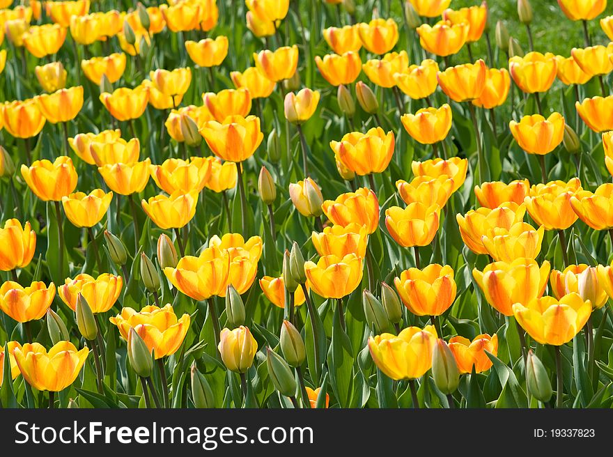 The bright yellow tulips spring sunny day