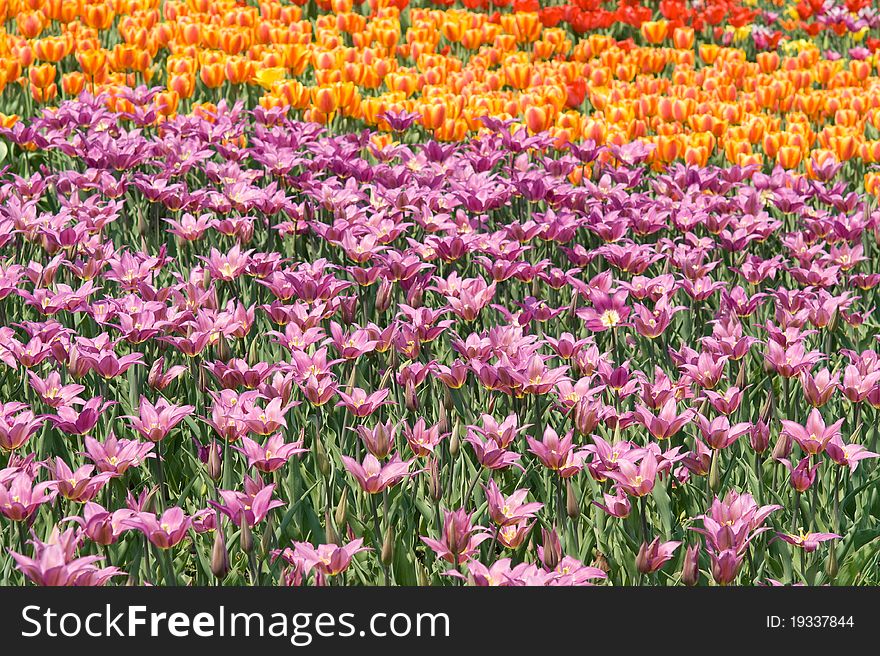 The bright colored beautiful tulips spring sunny day. The bright colored beautiful tulips spring sunny day