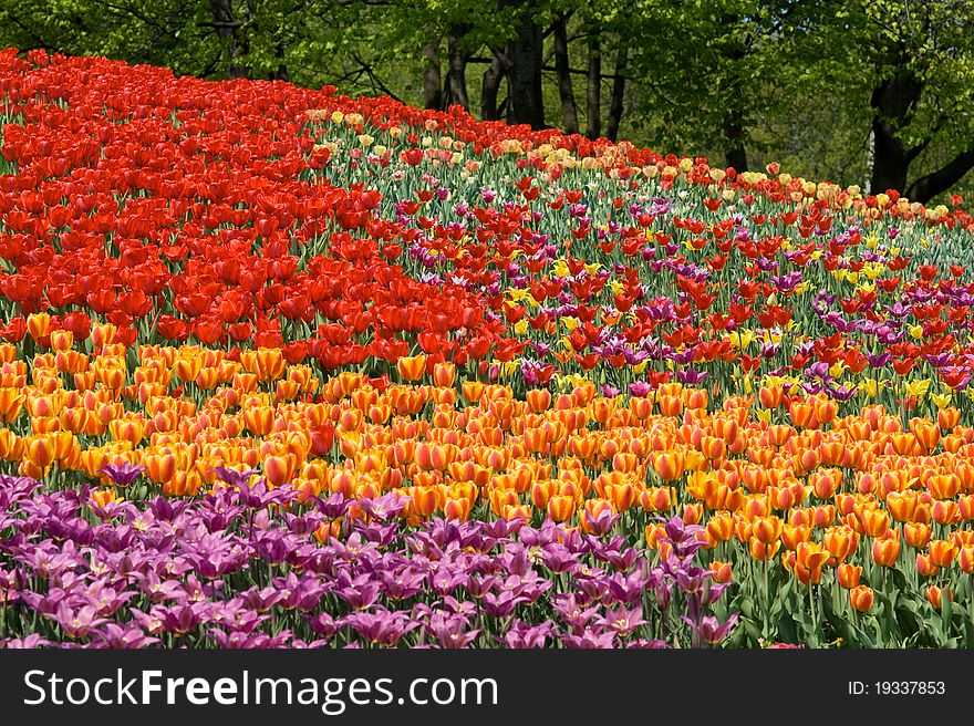 The bright colored beautiful tulips spring sunny day. The bright colored beautiful tulips spring sunny day