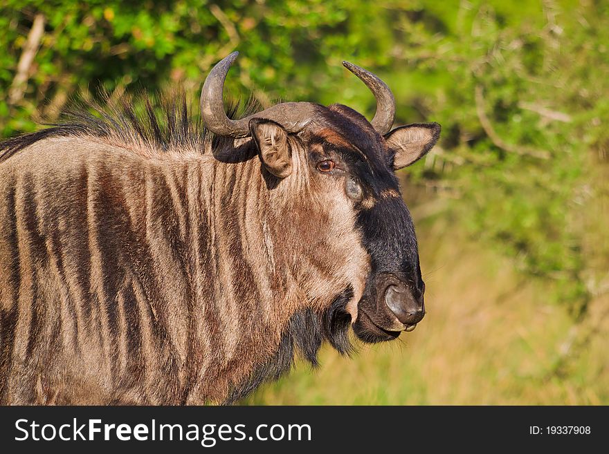 Close up of a Blue Wildebeest