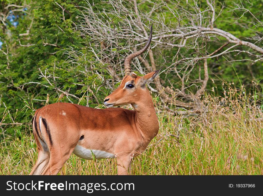 Male Impala With One Horn