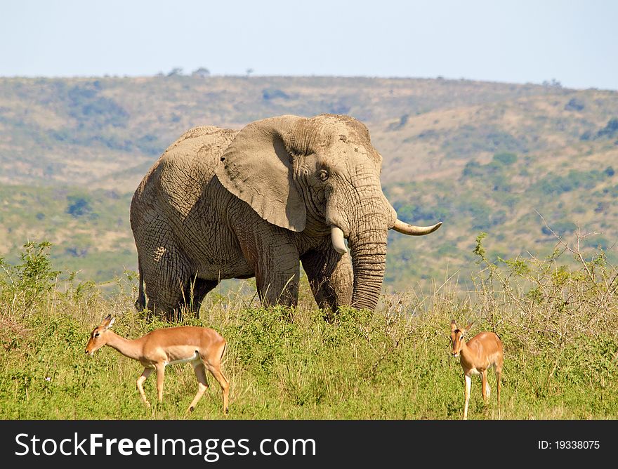 Bull elephant walking amongst Impala on the edge of a mountain. Bull elephant walking amongst Impala on the edge of a mountain