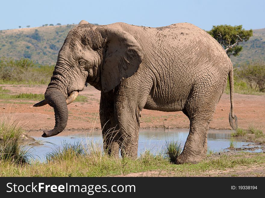 Bull Elephant drinking at the water hole. Bull Elephant drinking at the water hole