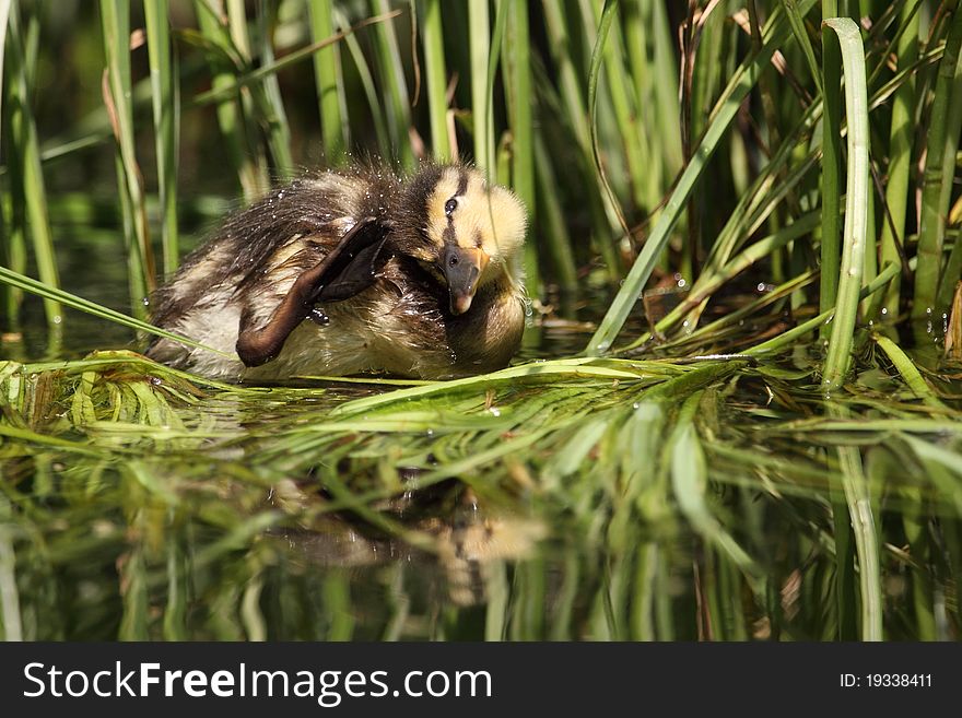 The juvenile of wild duck cub hidden in the reed.