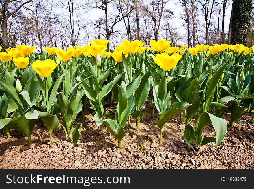 Golden variaties of Tulips - spring season (April). Golden variaties of Tulips - spring season (April)