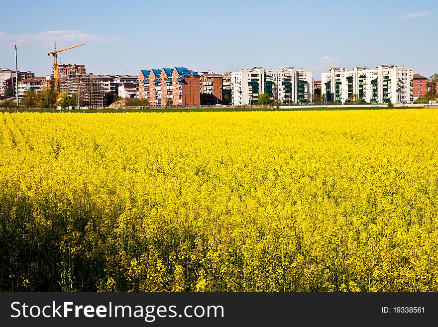 Field of yellow flowers in spring season close to the border of the city. Field of yellow flowers in spring season close to the border of the city