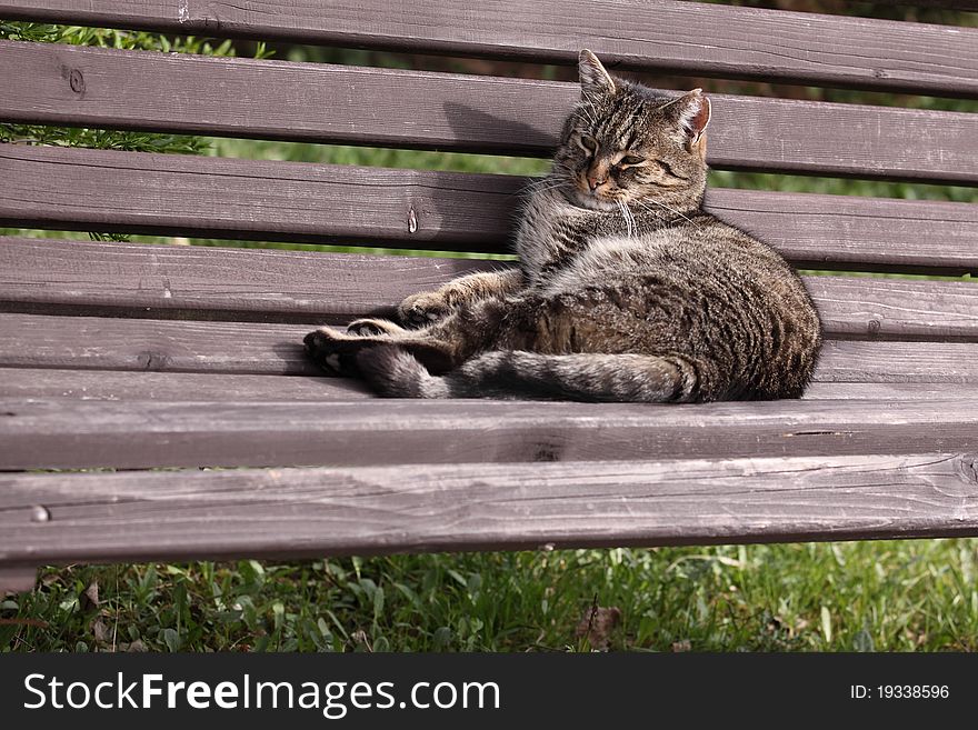 Relaxing cat