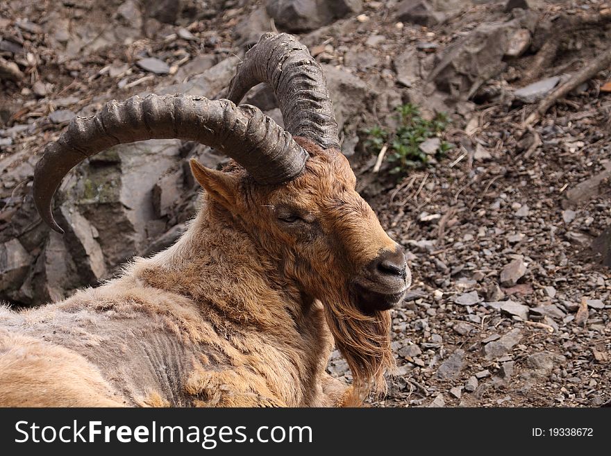 Caucasian Antelope