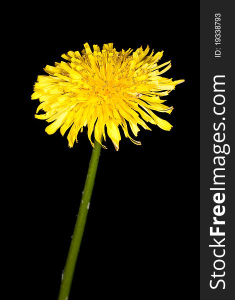 Dandelion (Taraxacum officinale) isolated on a black background