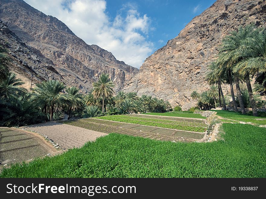 Traditional farm in country side of Oman.