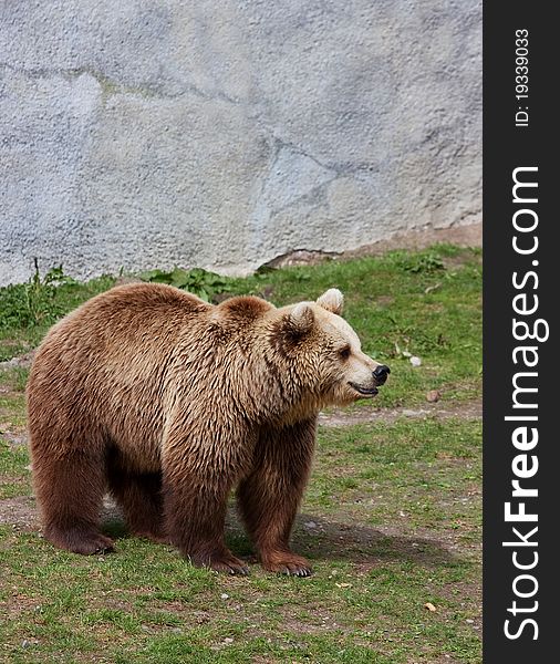Big Brown Bear in zoo in Helsinki