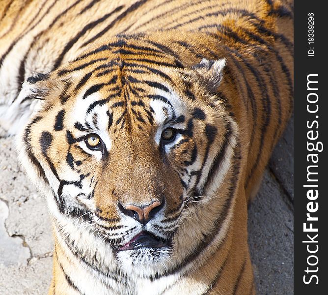 Bengal Tiger Portrait