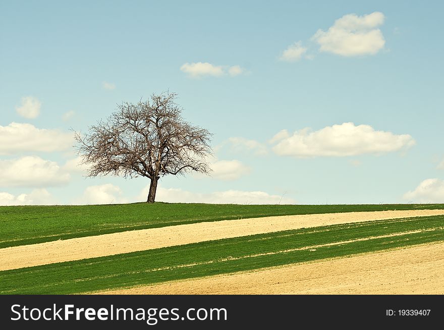 Single lonely tree on green field over blue sky. Single lonely tree on green field over blue sky
