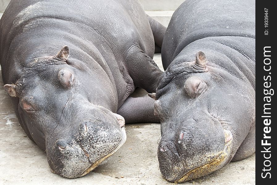 Two Hippopotamus couple sleeping in zoo