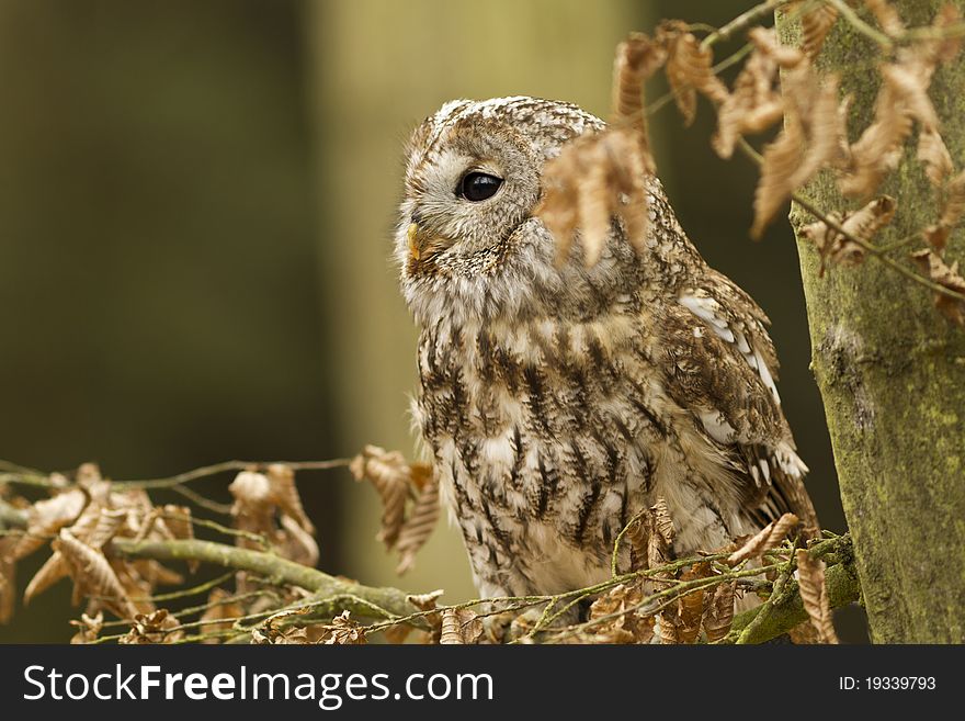 Tawny Owl sittin in the forest