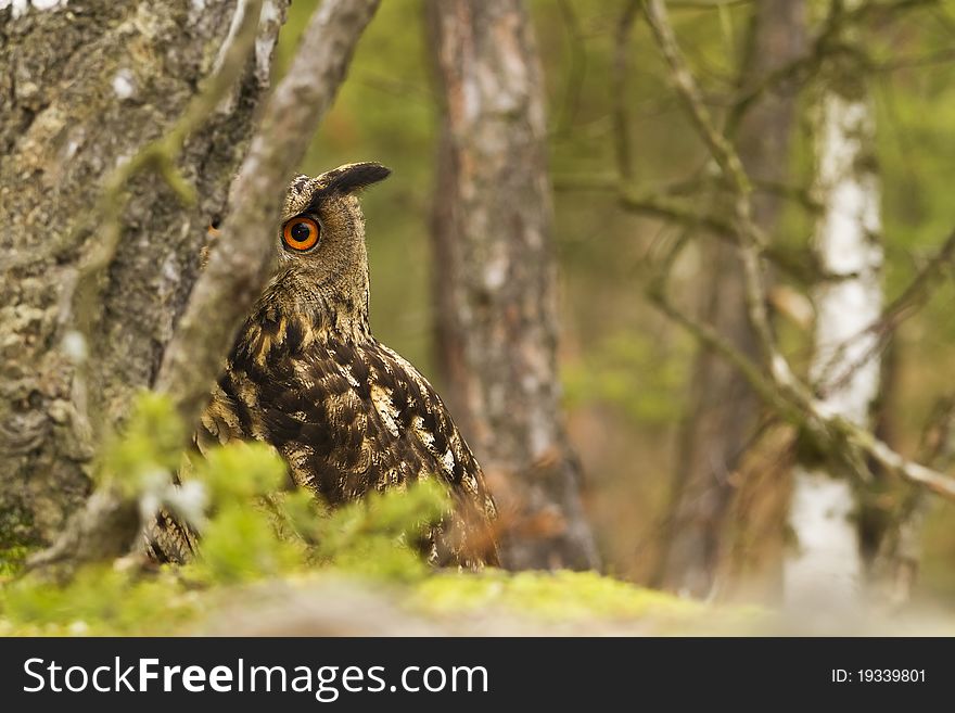 Eurasian Eagle Owl closeup portrait.