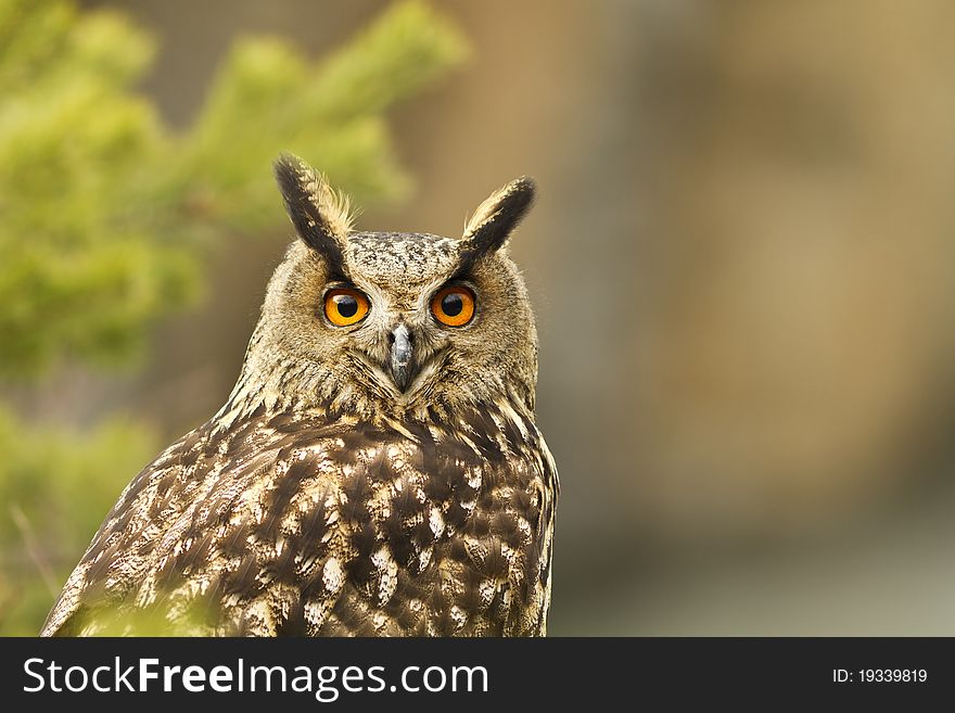 Eurasian Eagle Owl closeup in the forest. Eurasian Eagle Owl closeup in the forest