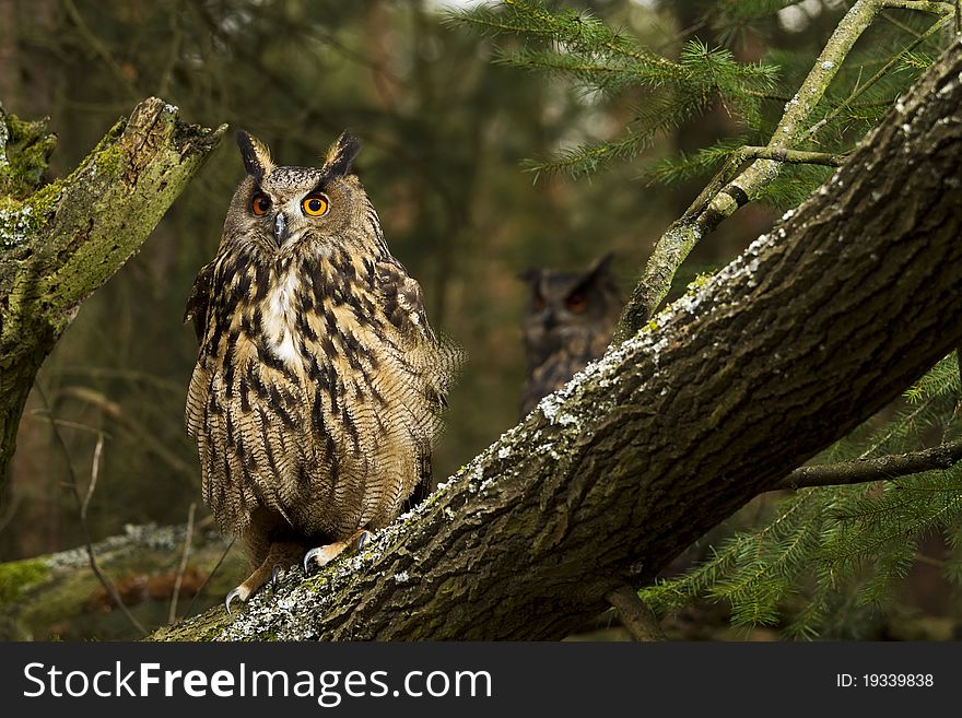 A pair of Eurasian Eagle Owls sitting in the forest