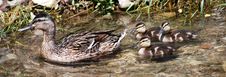 Female Wild Duck With Three Ducklings Royalty Free Stock Image Female Wild Duck With Three Ducklings Royalty Free Stock Image