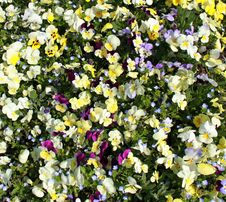 Yellow Pansies Field Stock Image Yellow Pansies Field Stock Image