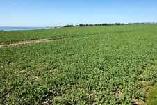 Summer Green Field Sea Agriculture Background Stock Images Summer Green Field Sea Agriculture Background Stock Images