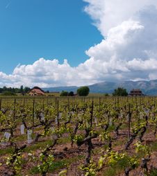 Swiss Farms And Vineyards Royalty Free Stock Photo Swiss Farms And Vineyards Royalty Free Stock Photo